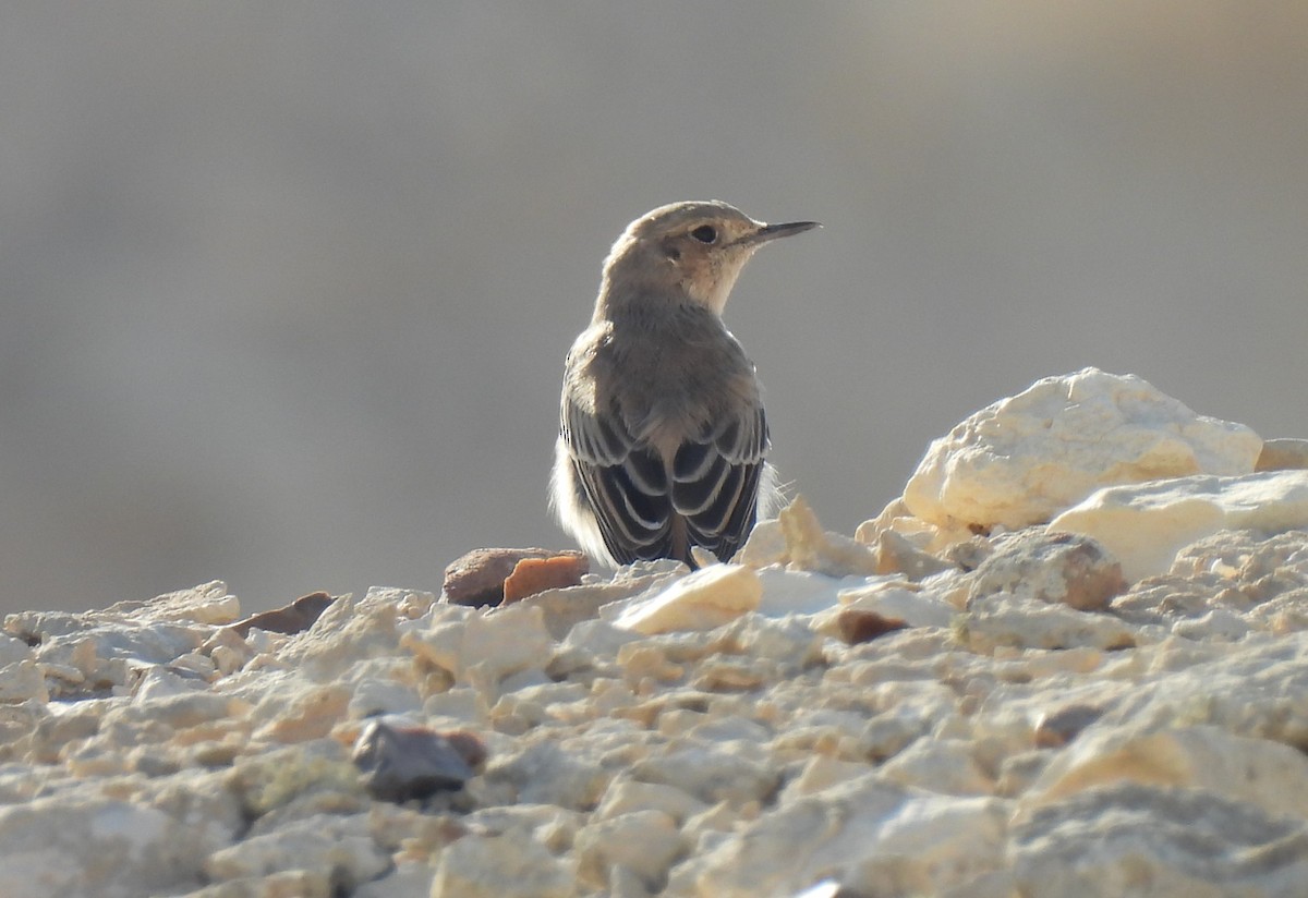 Hooded Wheatear - ML641548252