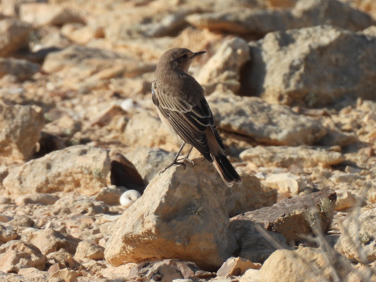 Hooded Wheatear - ML641548253