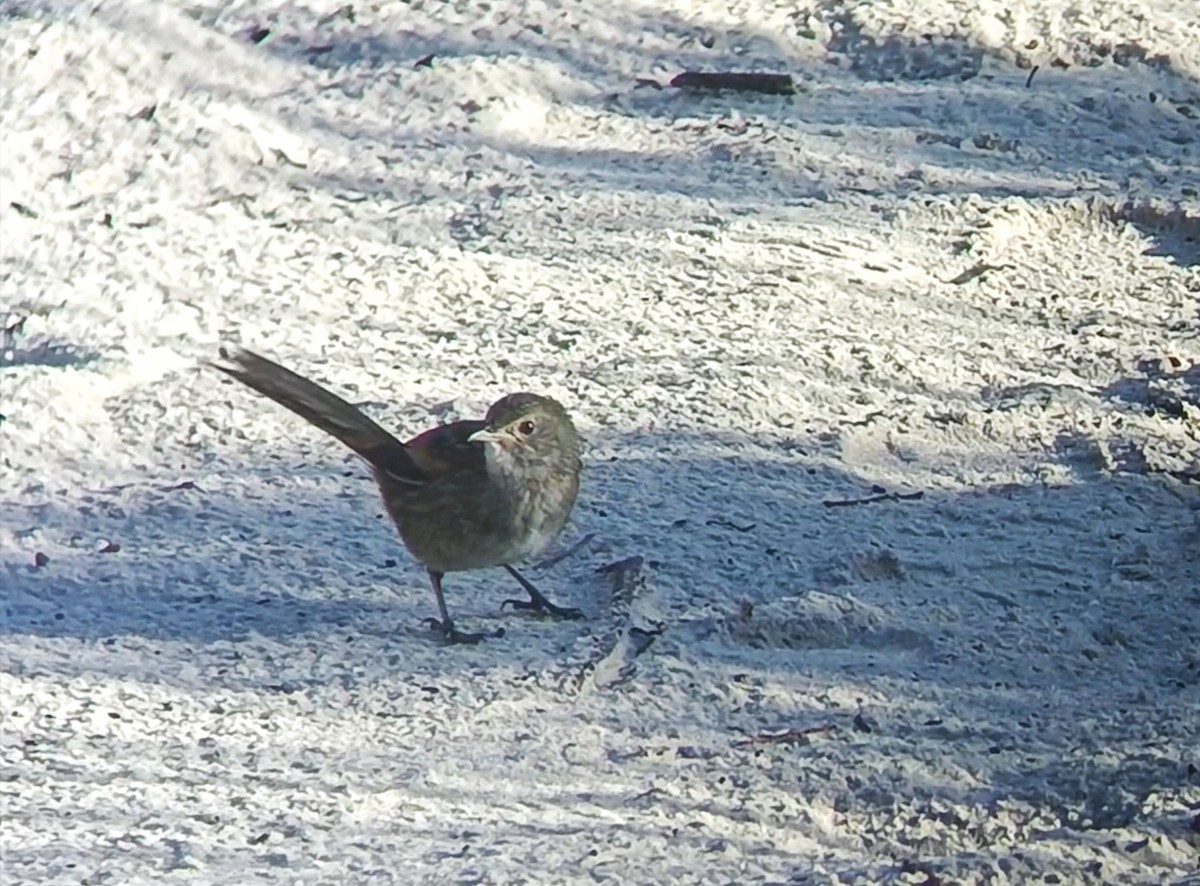 Western Bristlebird - ML641548261