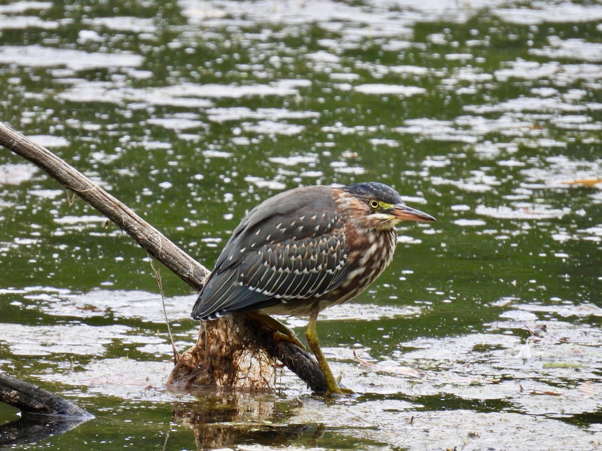 Green Heron - ML641548315