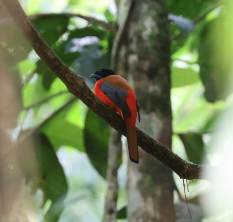 Rotbürzeltrogon - ML641548317