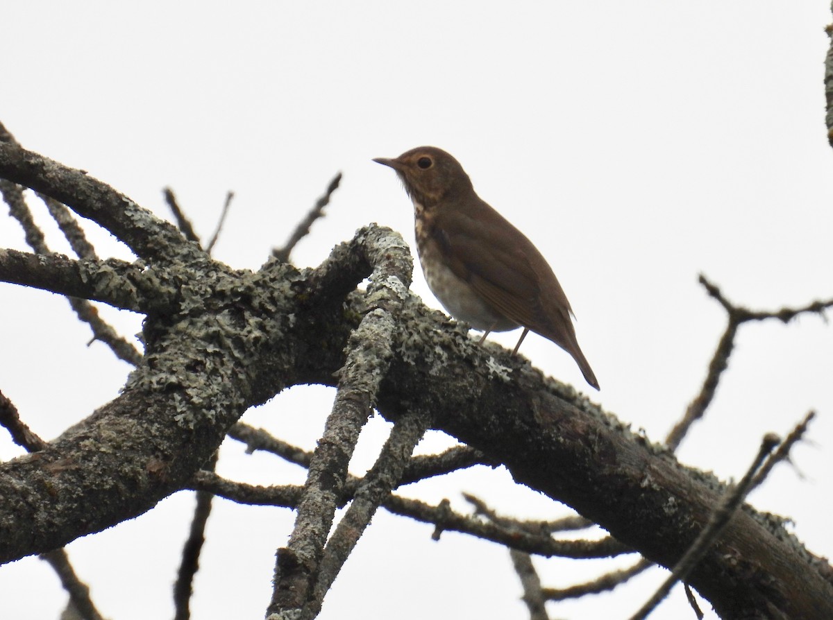 Swainson's Thrush - ML641548337