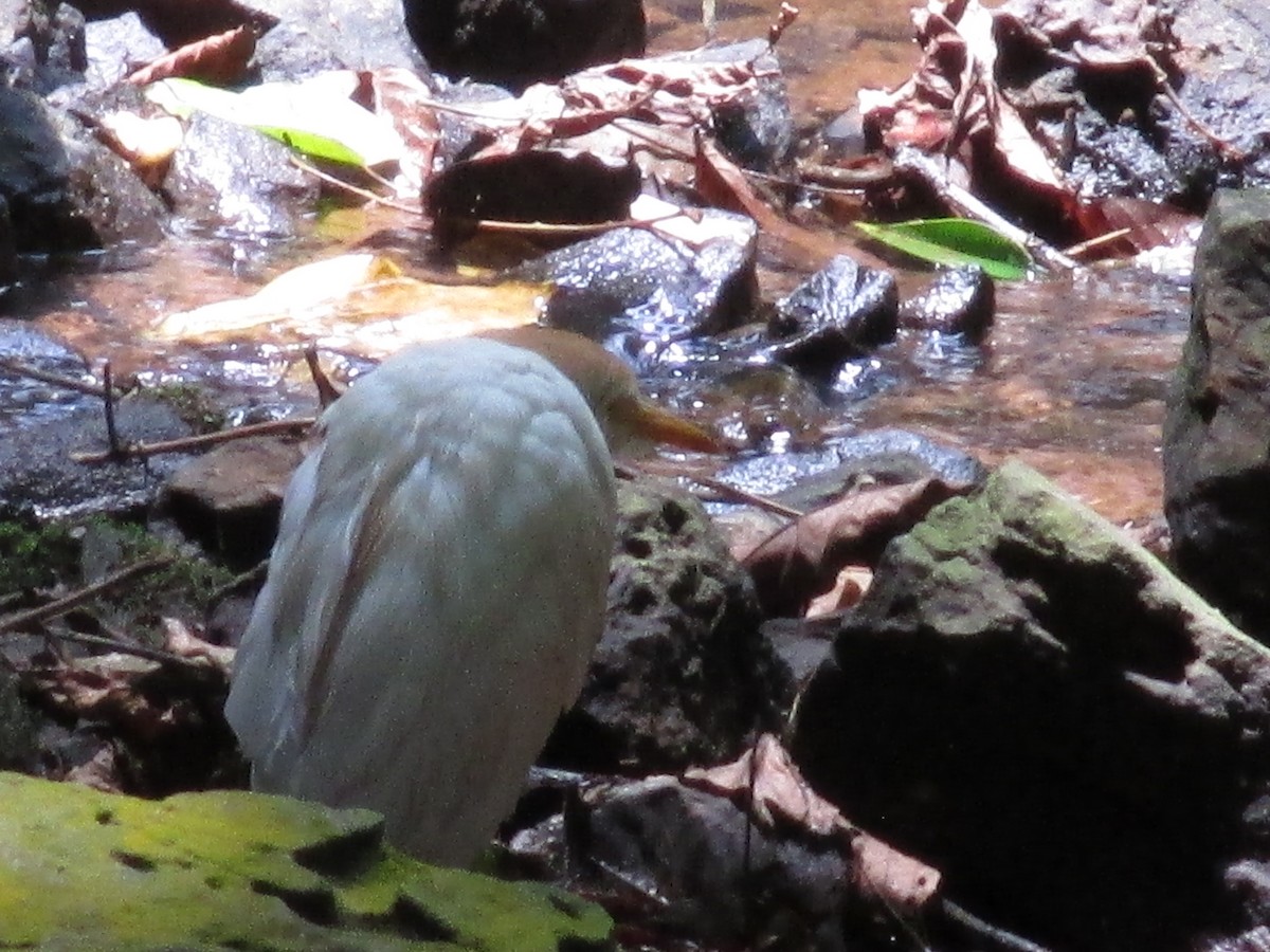 Western Cattle-Egret - ML641548345