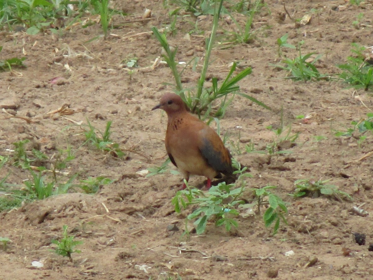 Laughing Dove - ML641548356
