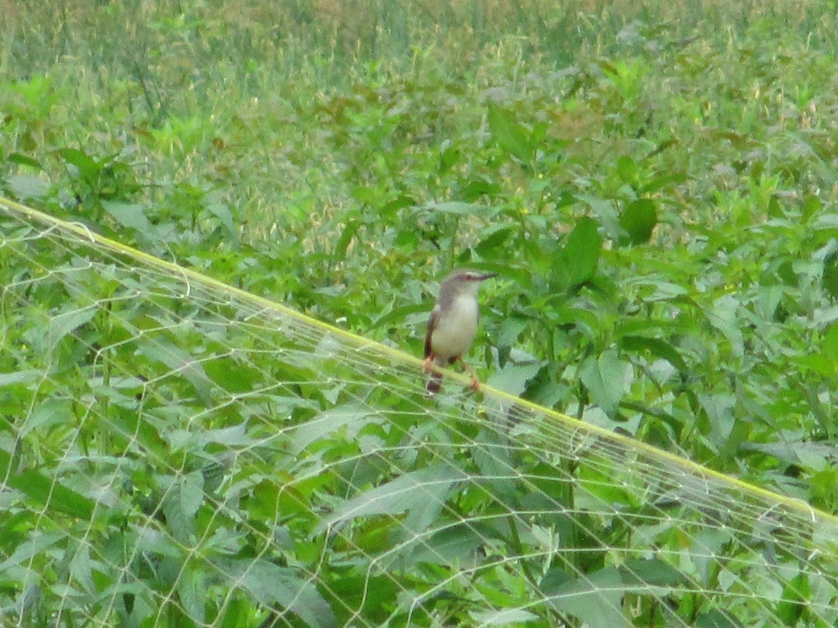 Tawny-flanked Prinia - ML641548361