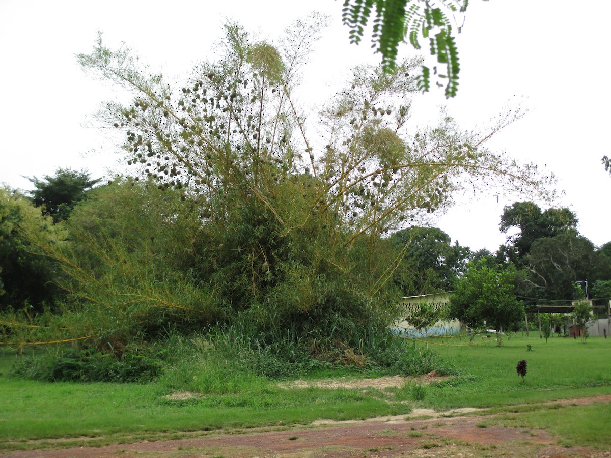 Village Weaver - ML641548365