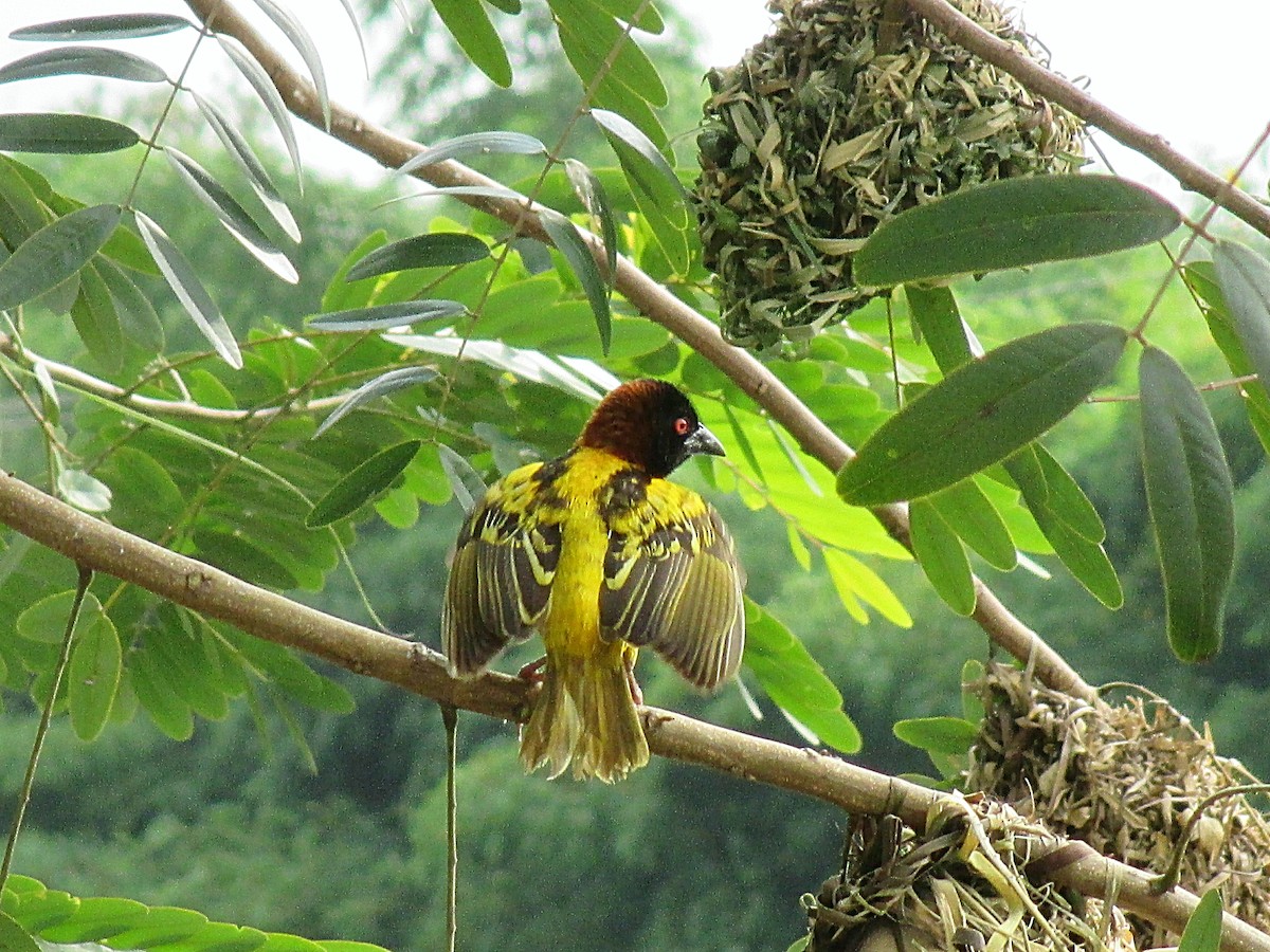 Village Weaver - ML641548366
