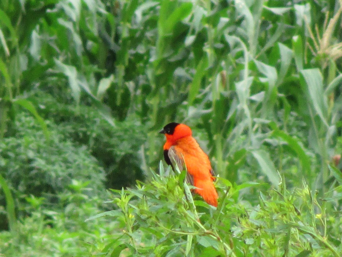 Northern Red Bishop - ML641548368