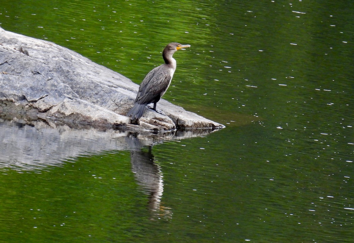 Double-crested Cormorant - ML641548374