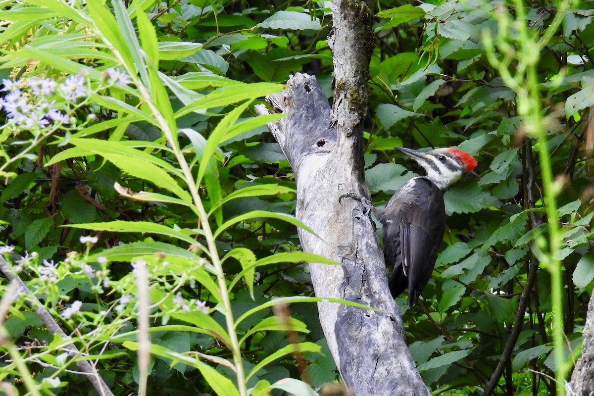 Pileated Woodpecker - ML641548376