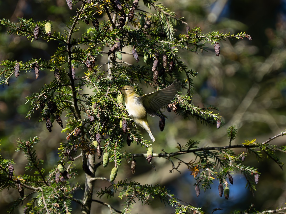 møllparula - ML641548381