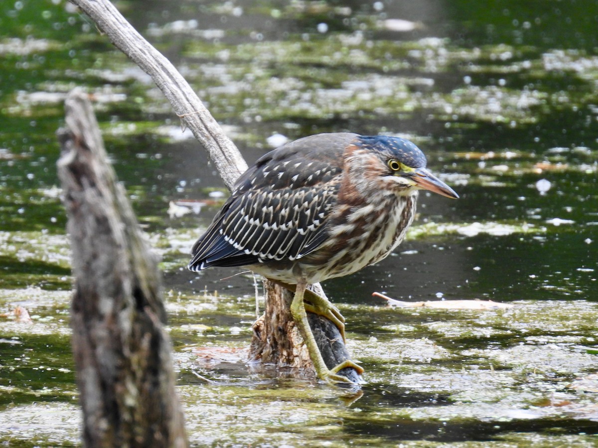 Green Heron - ML641548392