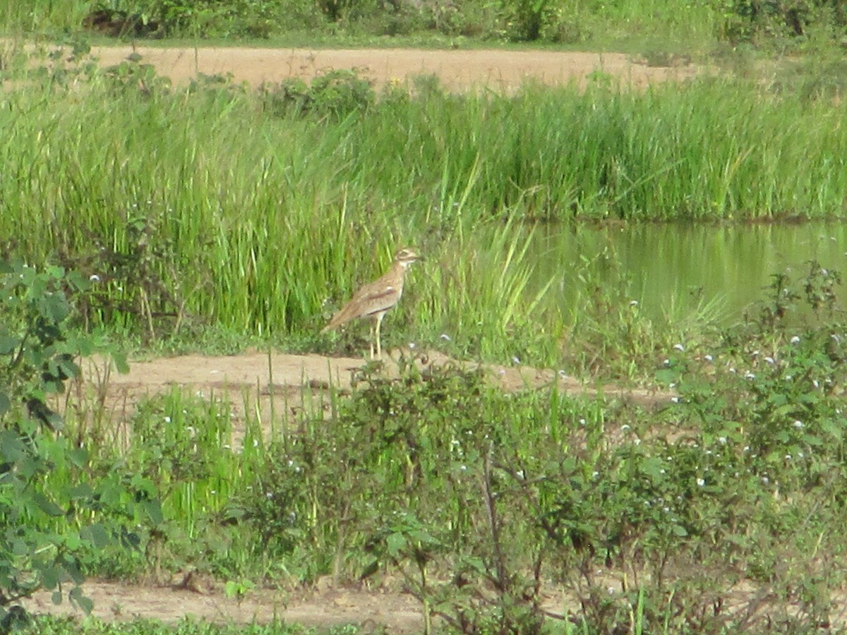 Senegal Thick-knee - ML641548393