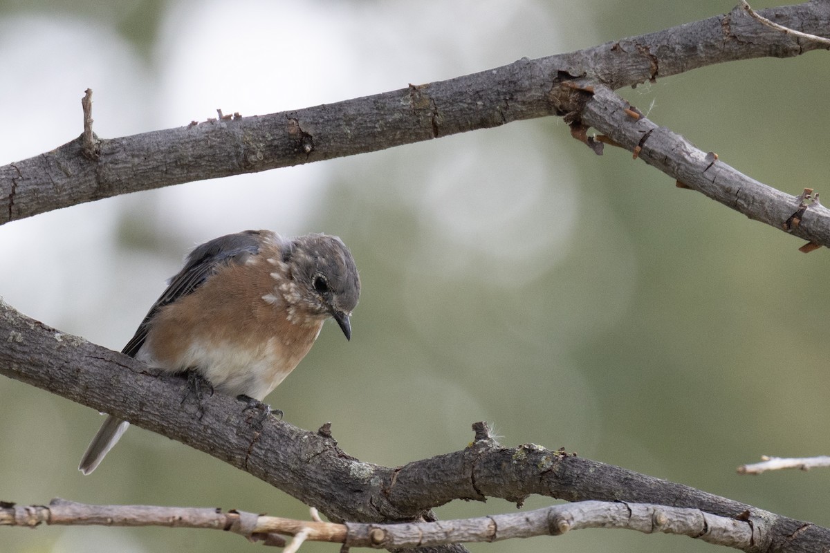 Rotkehl-Hüttensänger - ML641548395