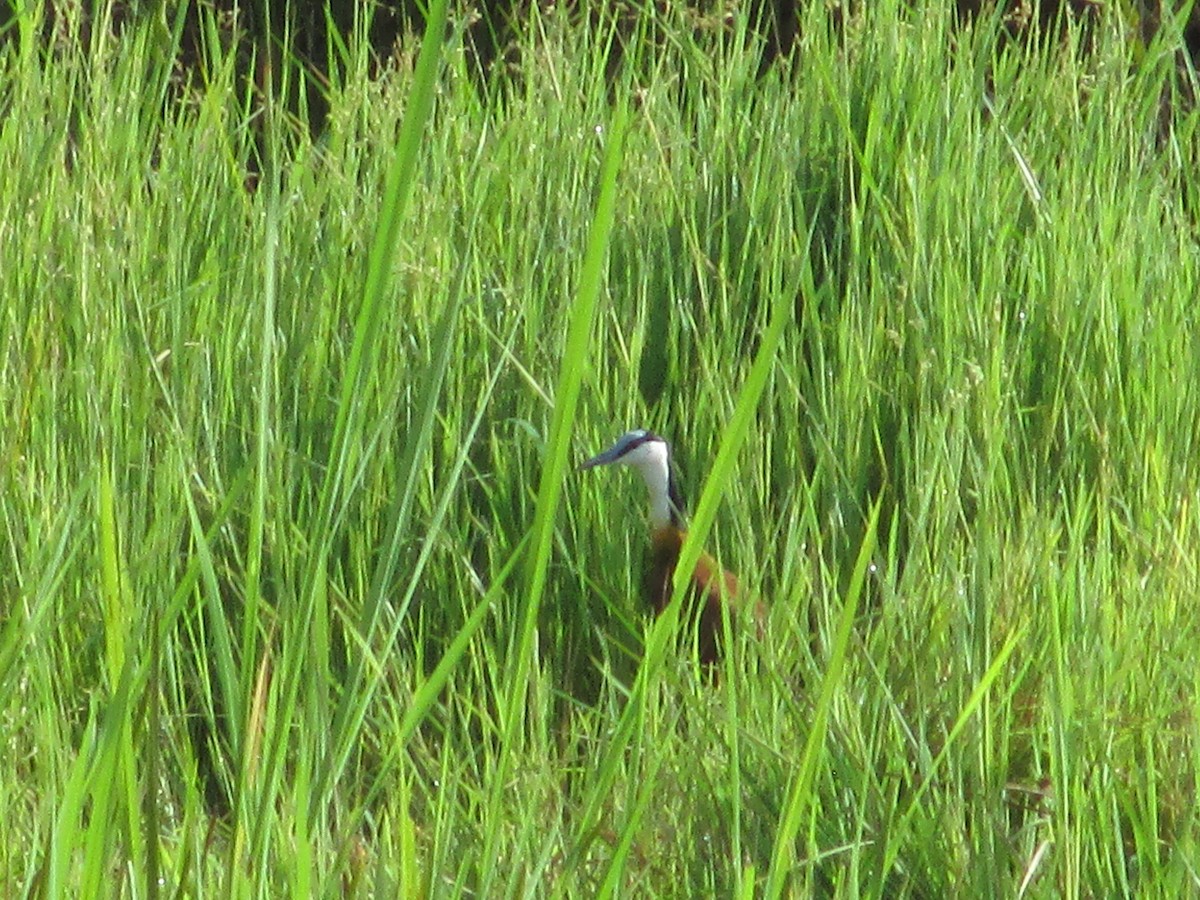 African Jacana - ML641548399