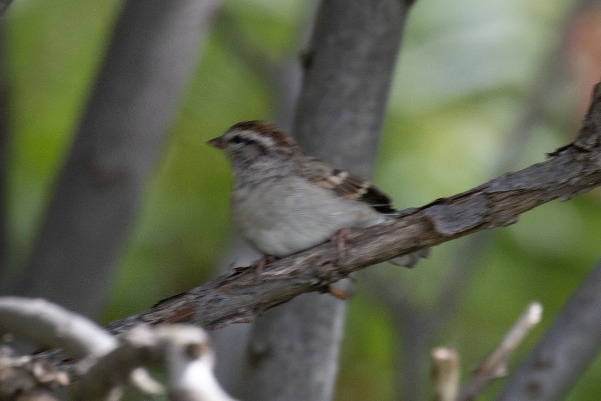 Schwirrammer - ML641548400