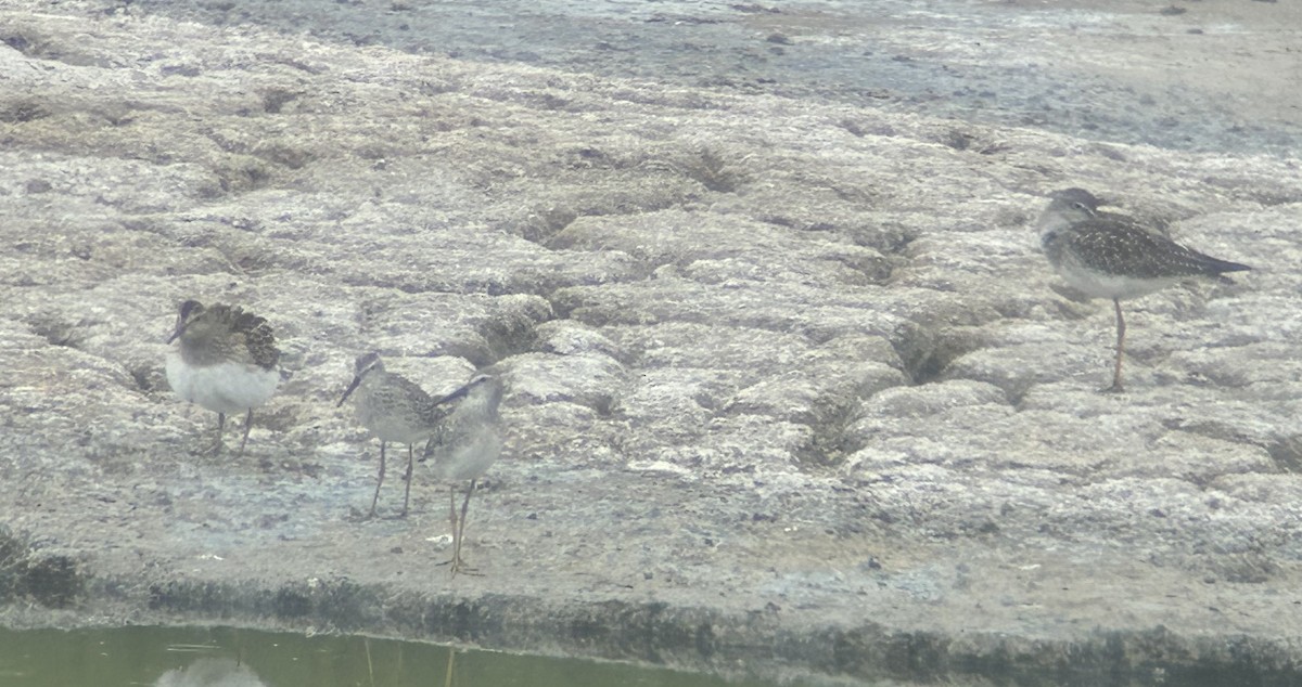 Pectoral Sandpiper - ML641548405