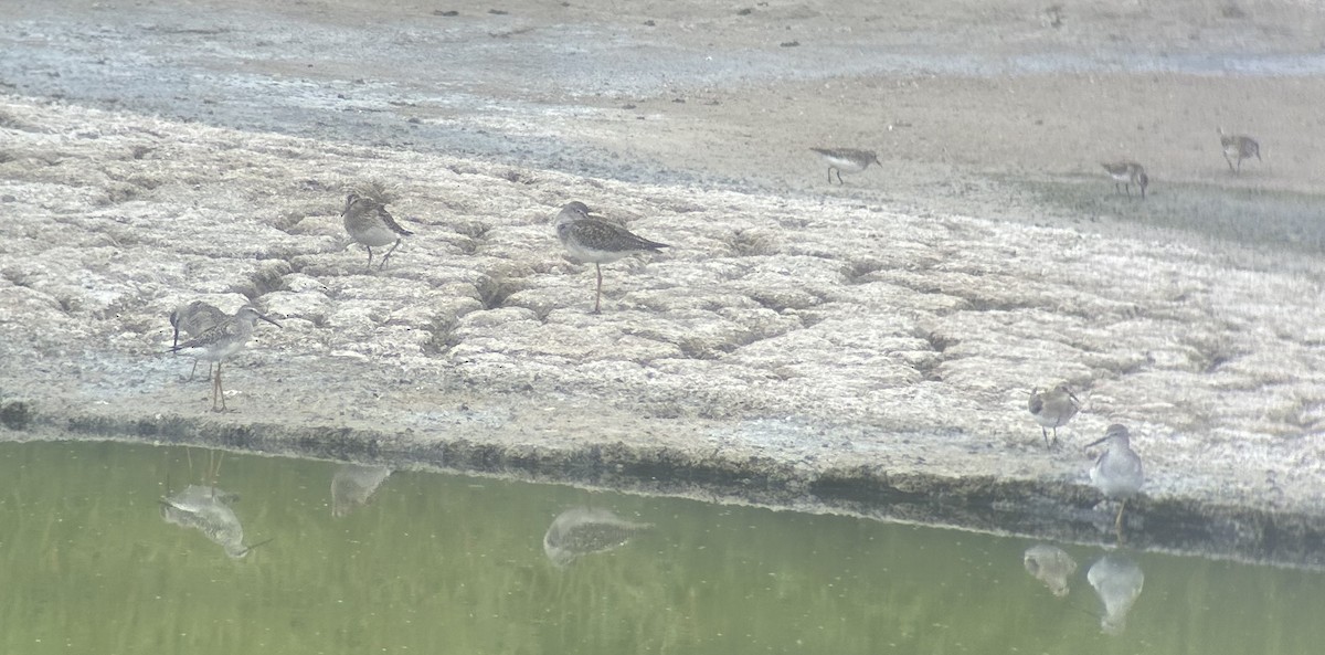 Pectoral Sandpiper - ML641548406