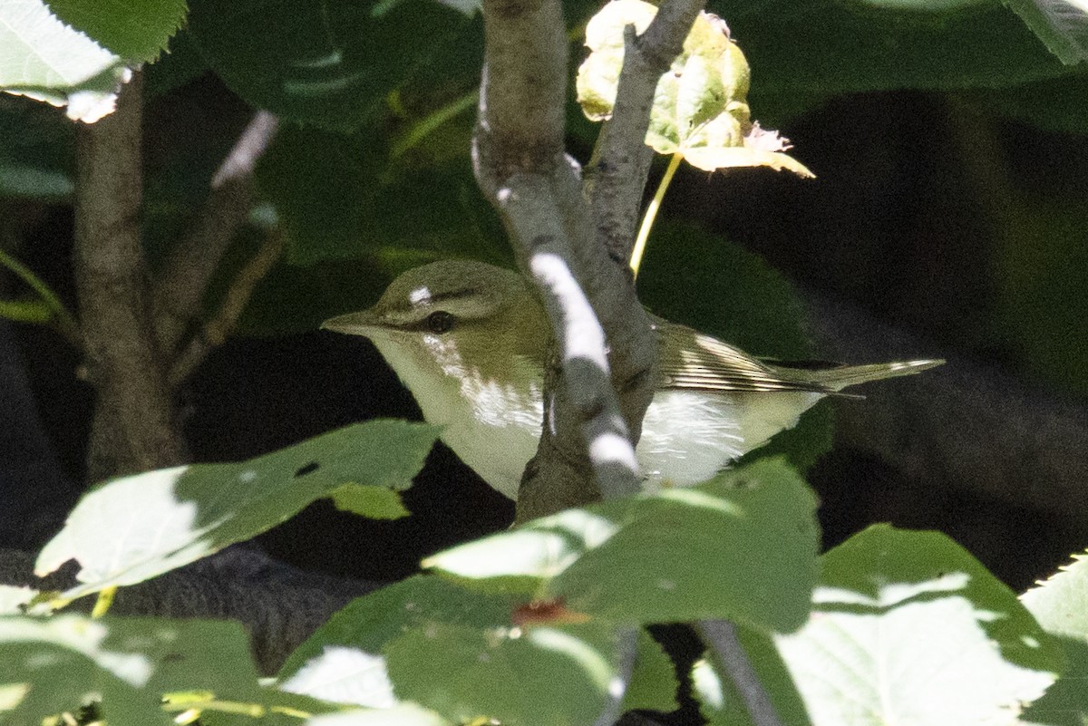 Rotaugenvireo - ML641548408