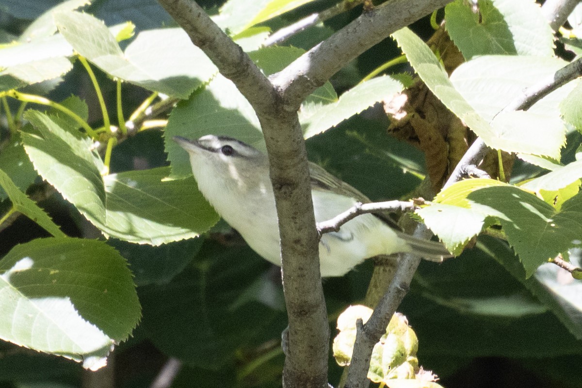 Rotaugenvireo - ML641548409