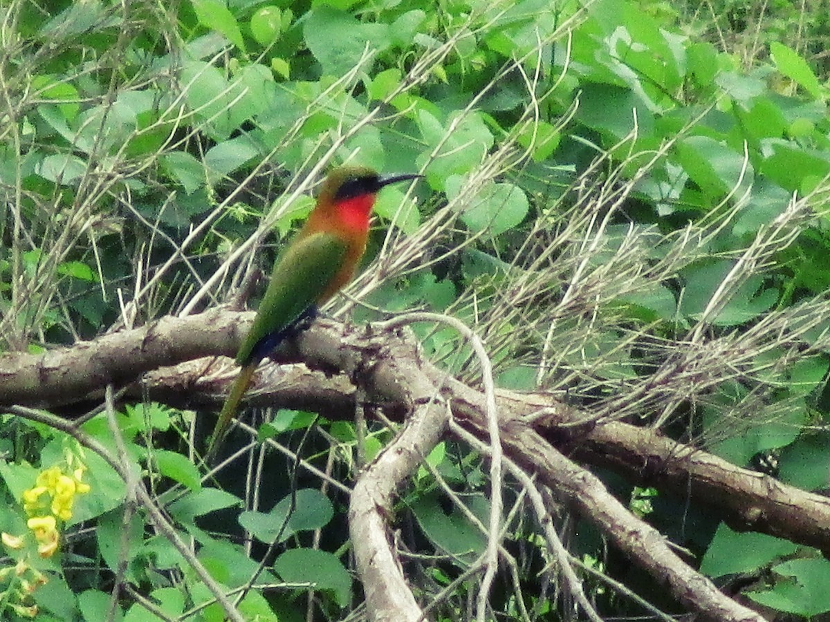 Red-throated Bee-eater - ML641548415