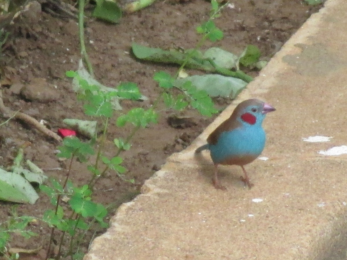 Red-cheeked Cordonbleu - ML641548428