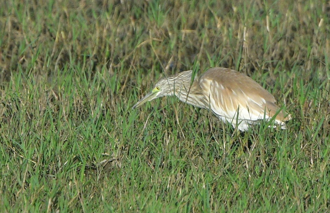 Squacco Heron - ML641548436