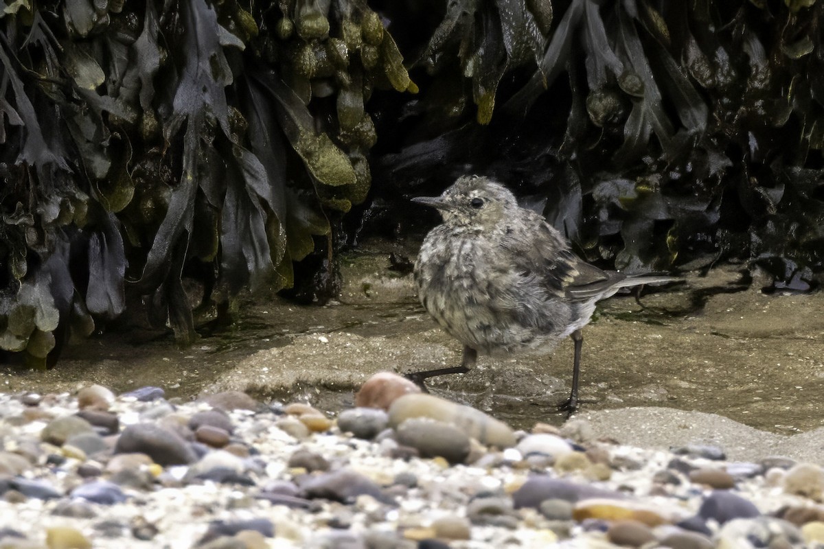 Rock Pipit - ML641548465
