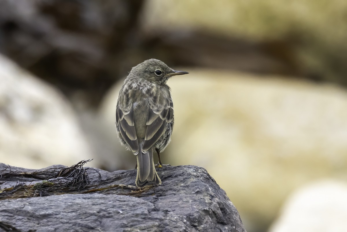 Rock Pipit - ML641548469