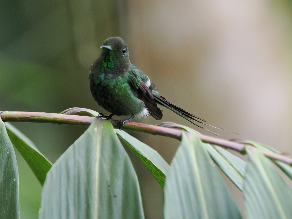 Green Thorntail - ML641548498