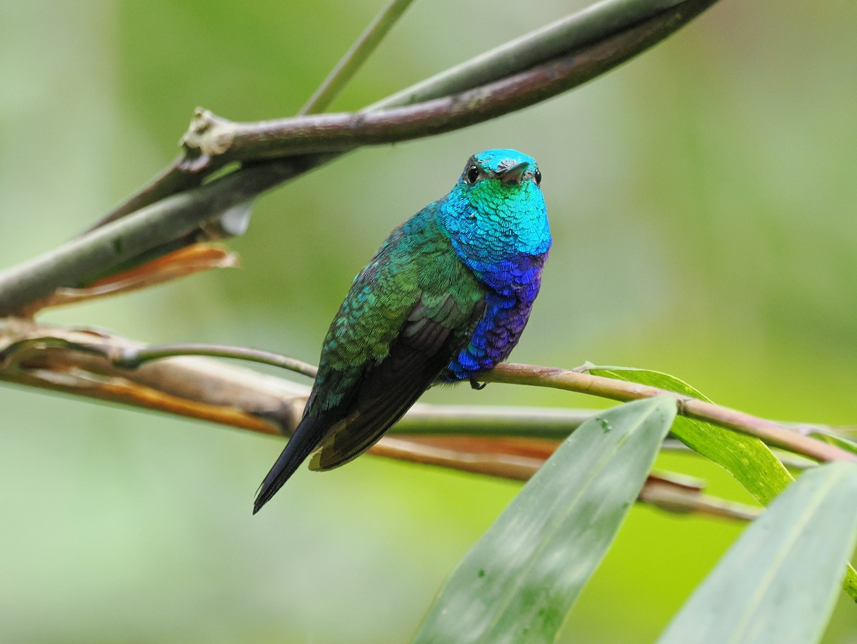 Violet-bellied Hummingbird - ML641548499