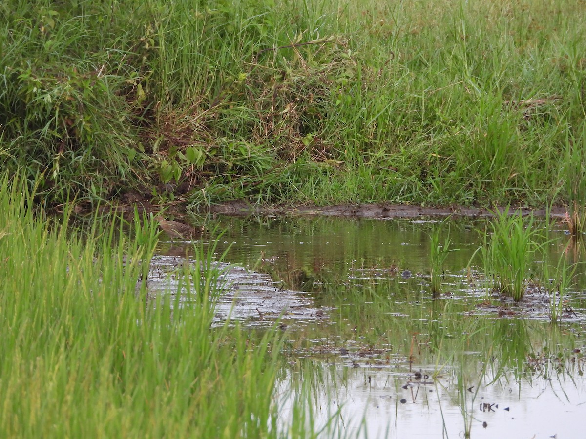 Slaty-breasted Rail - ML641548508