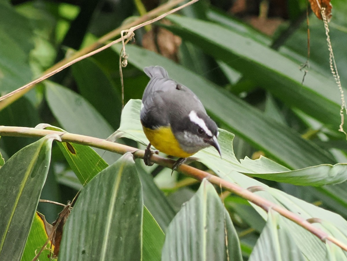 Bananaquit - ML641548520