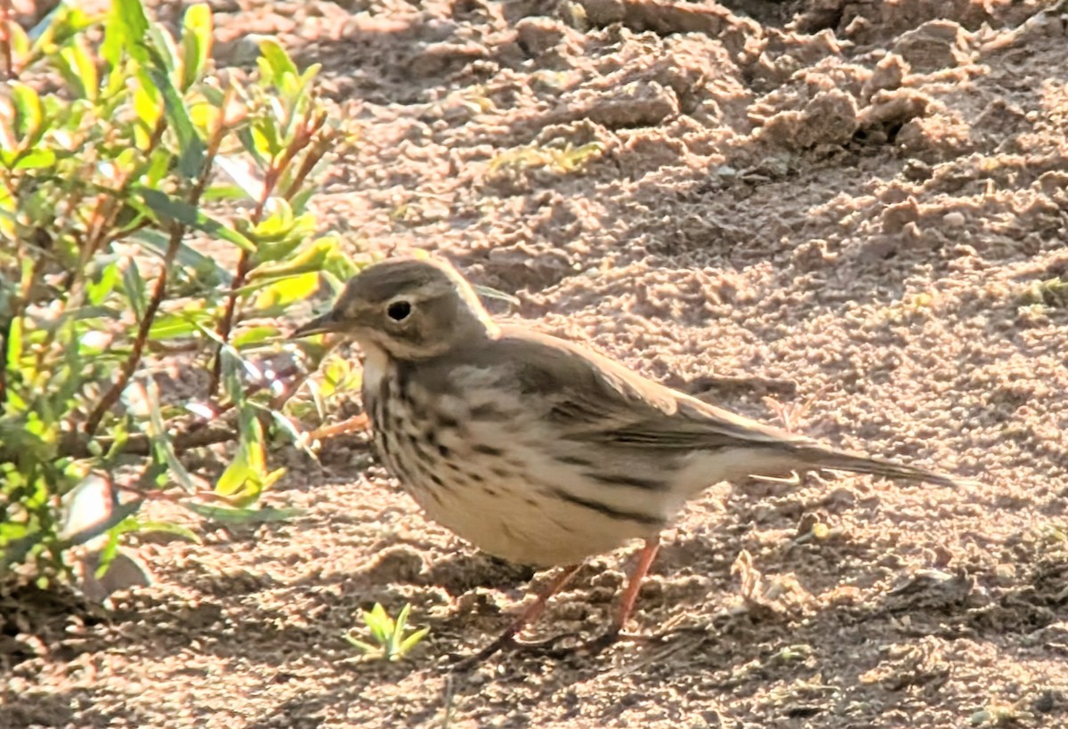 American Pipit - ML641548526