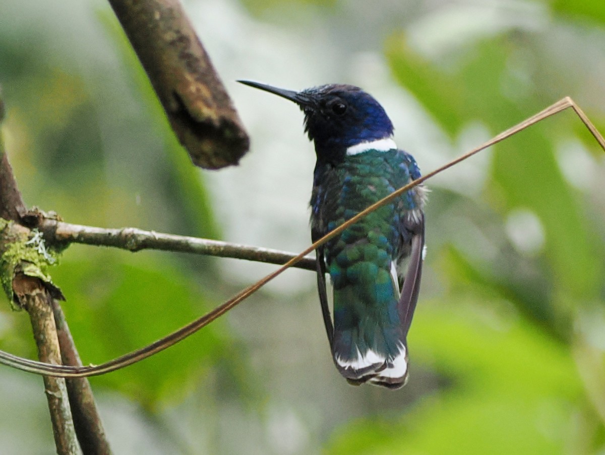 White-necked Jacobin - ML641548528
