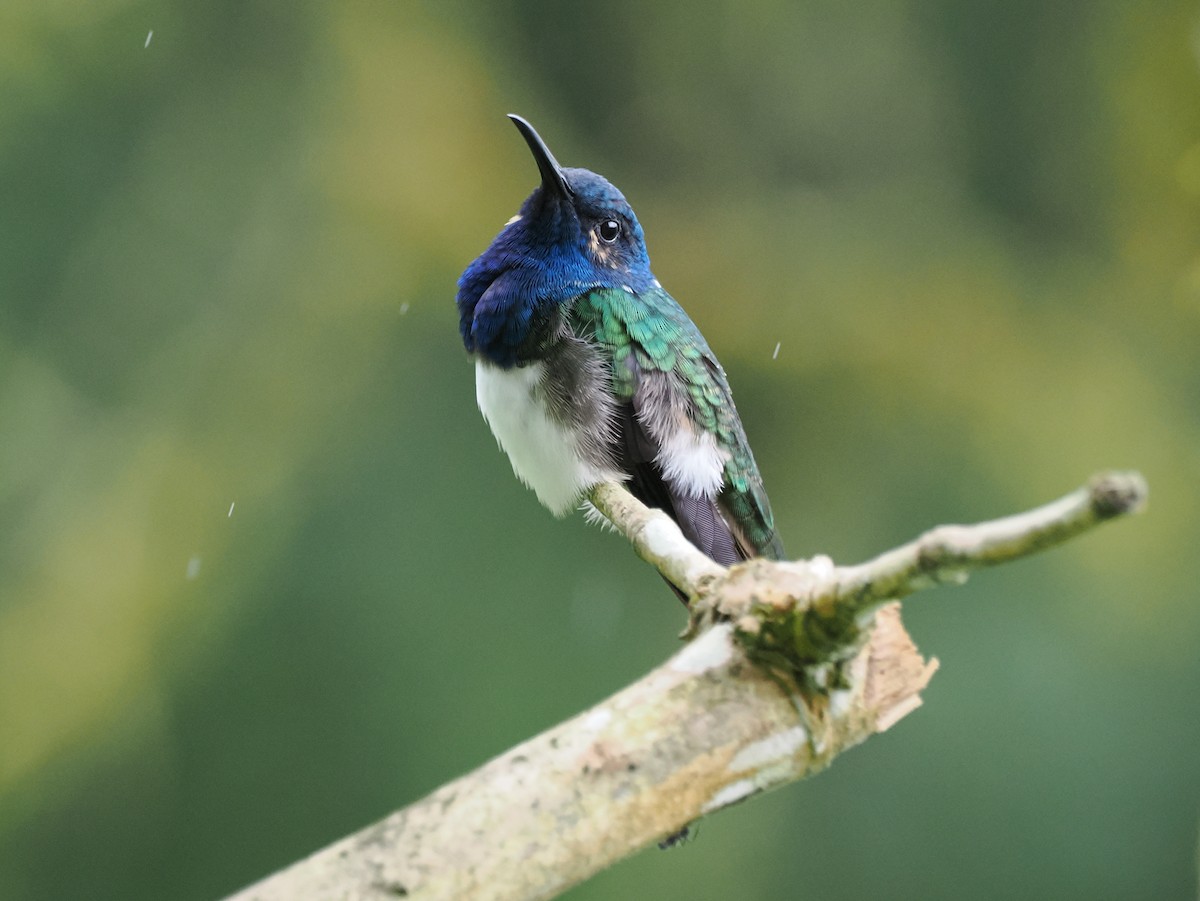 White-necked Jacobin - ML641548544