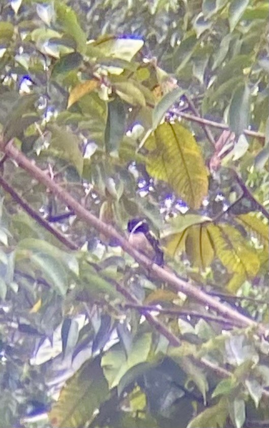 クビワヒロハシ - ML641548550