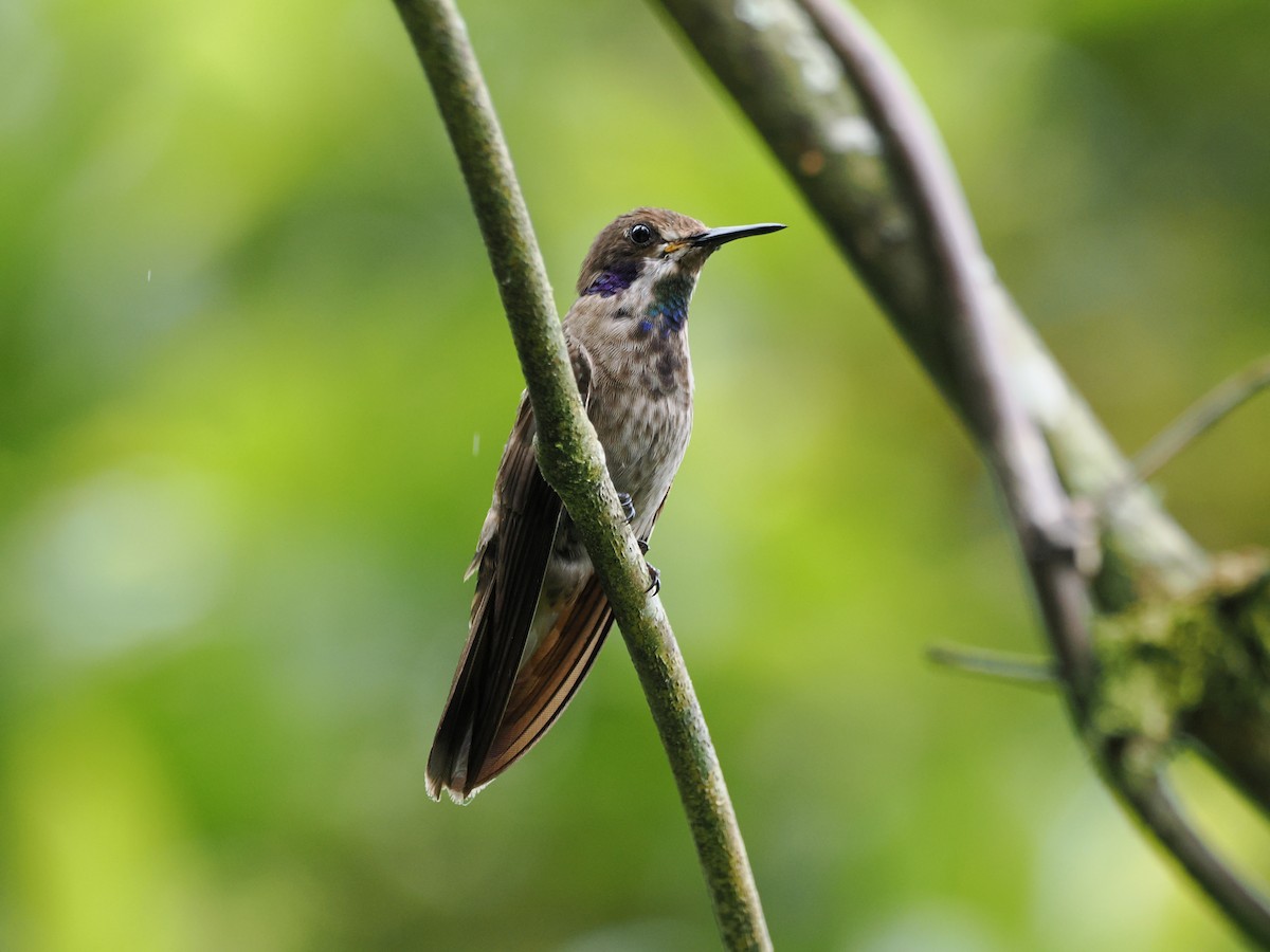 Brown Violetear - ML641548555