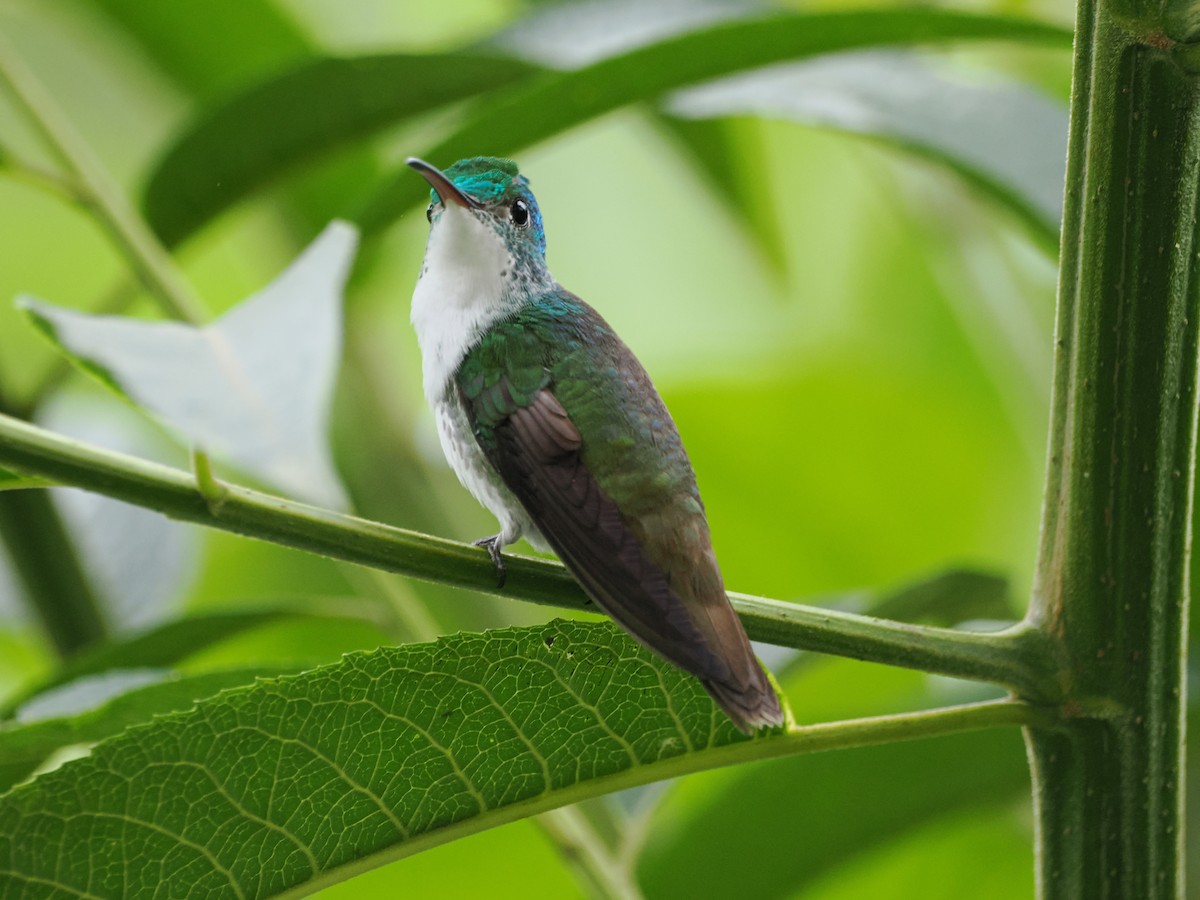 Andean Emerald - ML641548559
