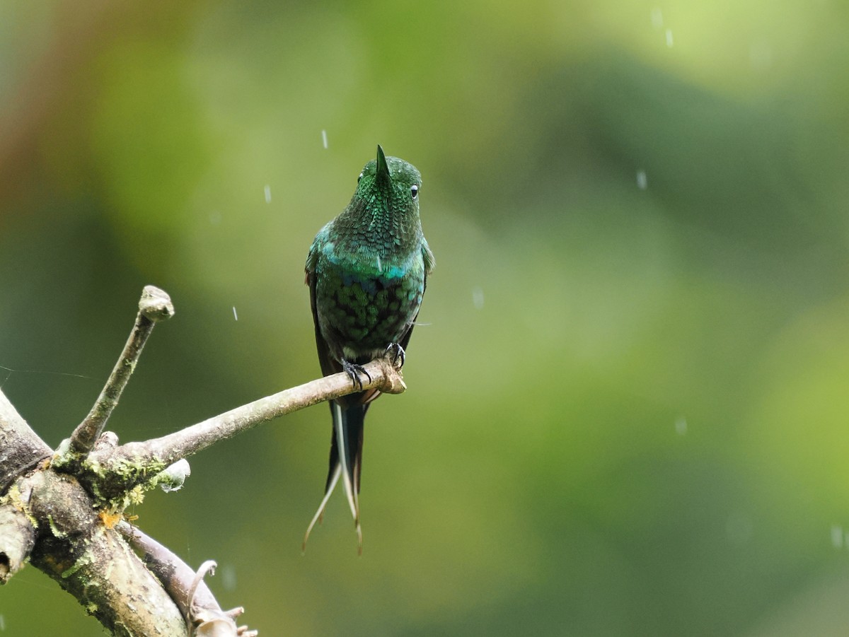 Green Thorntail - ML641548563