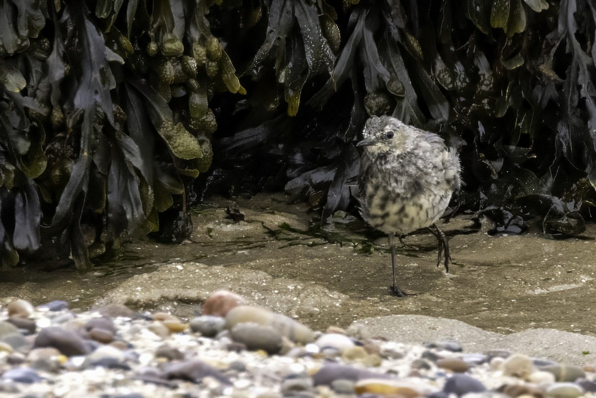 Rock Pipit - ML641548581