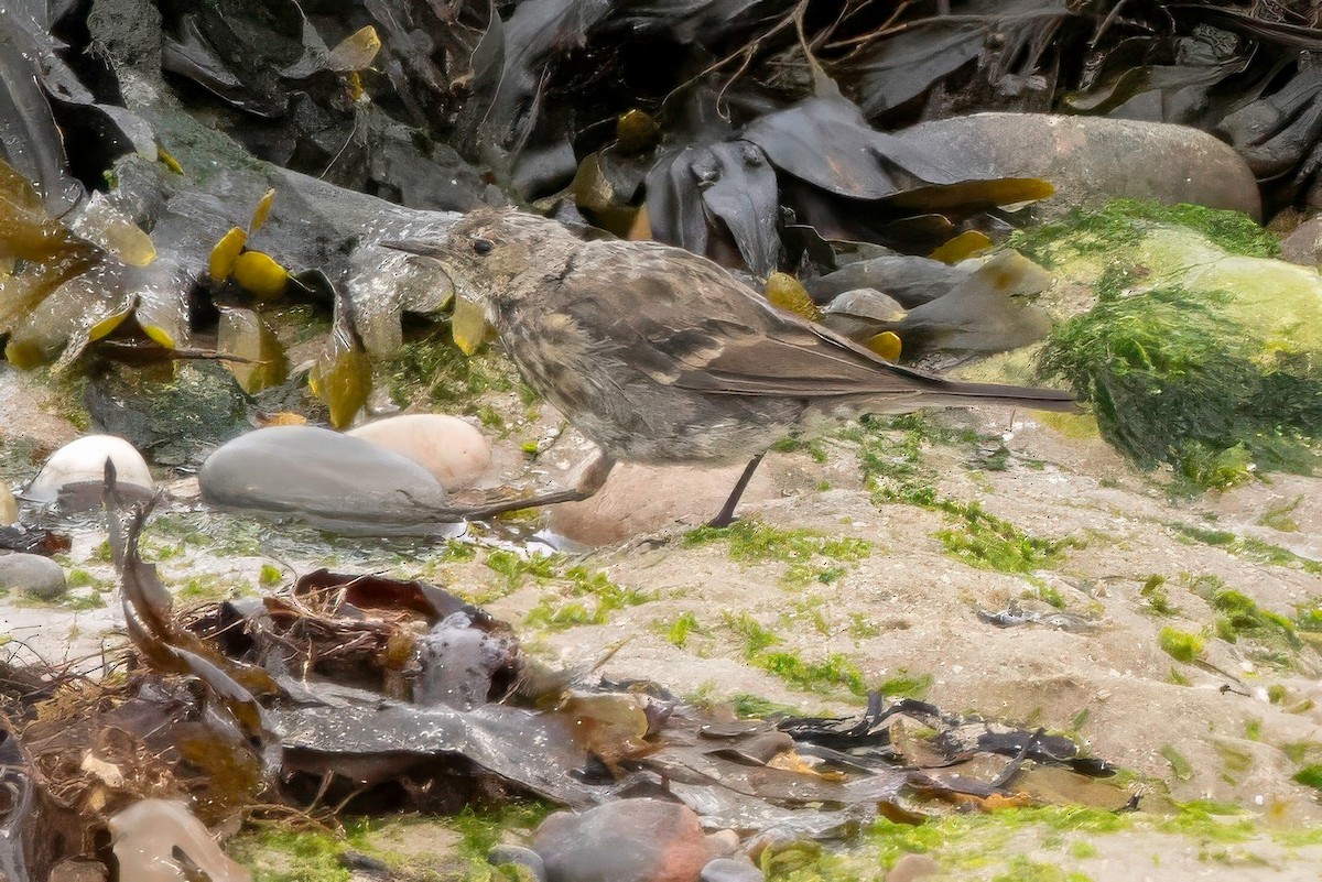 Rock Pipit - ML641548582
