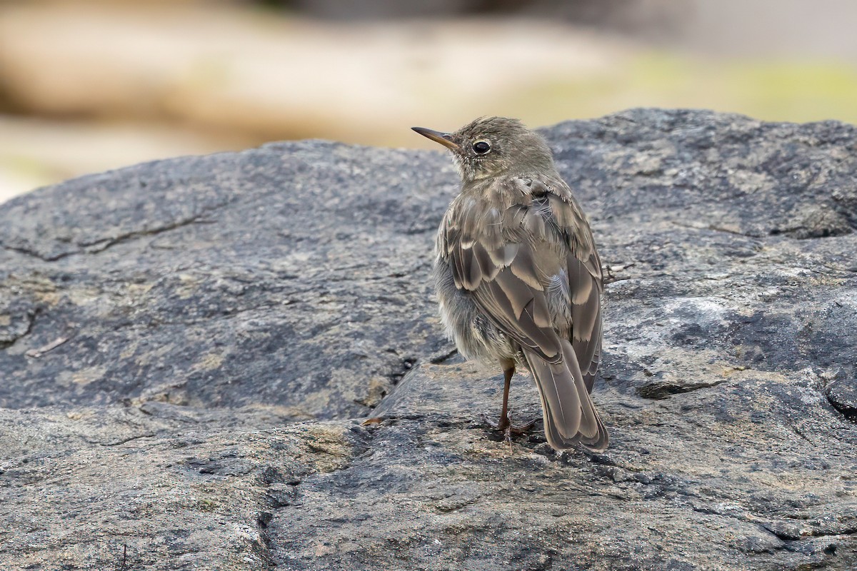 Rock Pipit - ML641548587