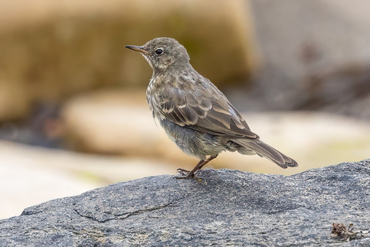 Rock Pipit - ML641548592