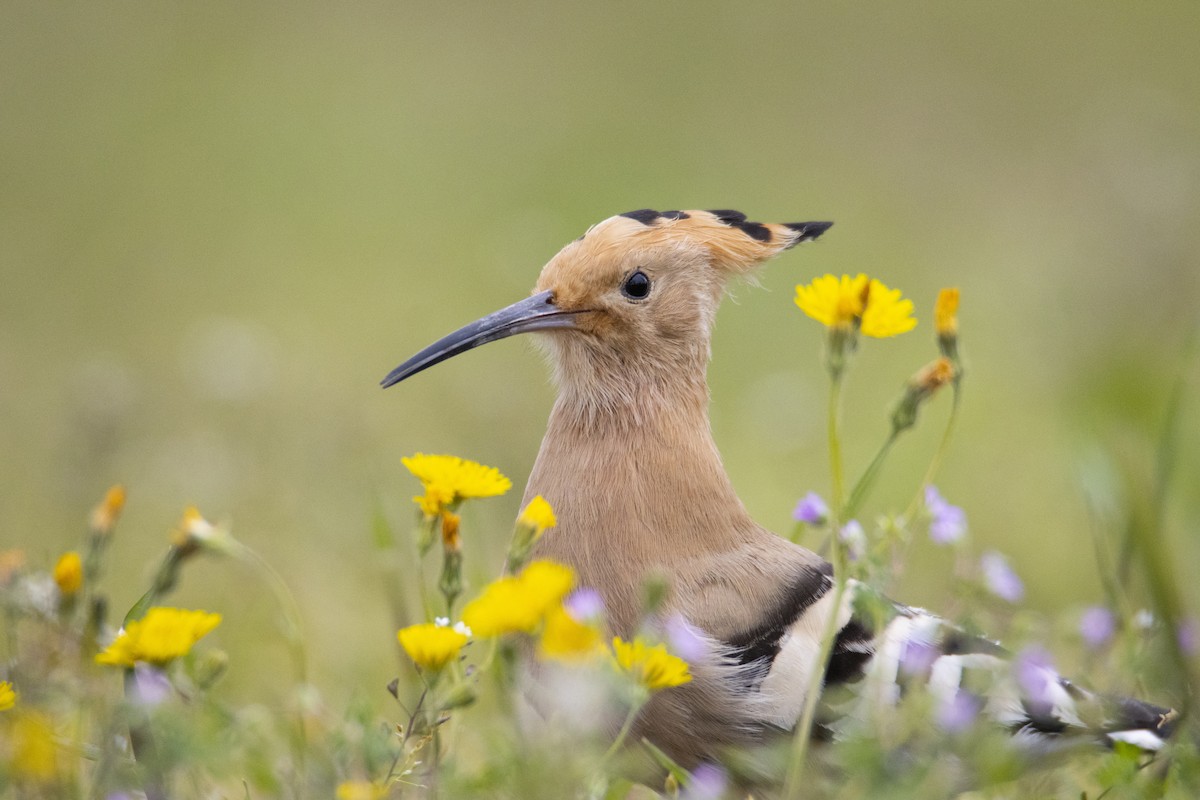 Eurasian Hoopoe - ML641548594