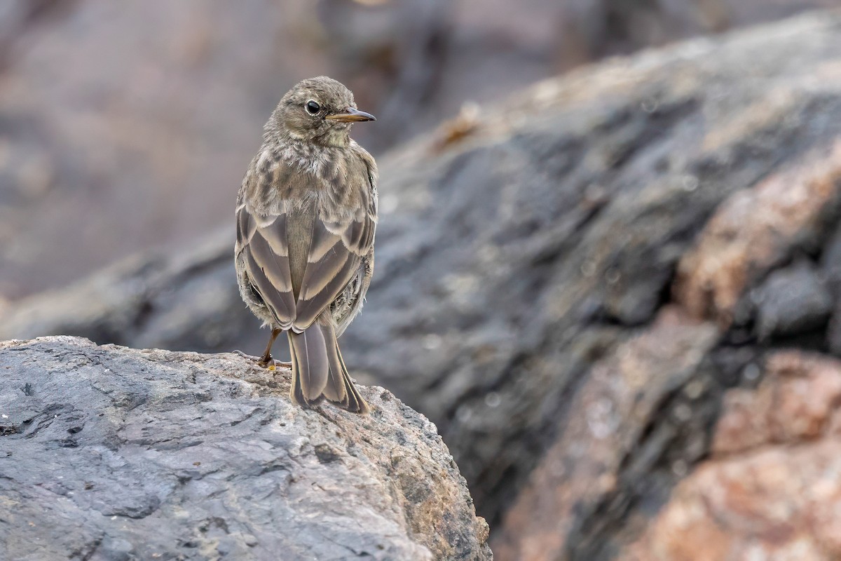 Rock Pipit - ML641548595