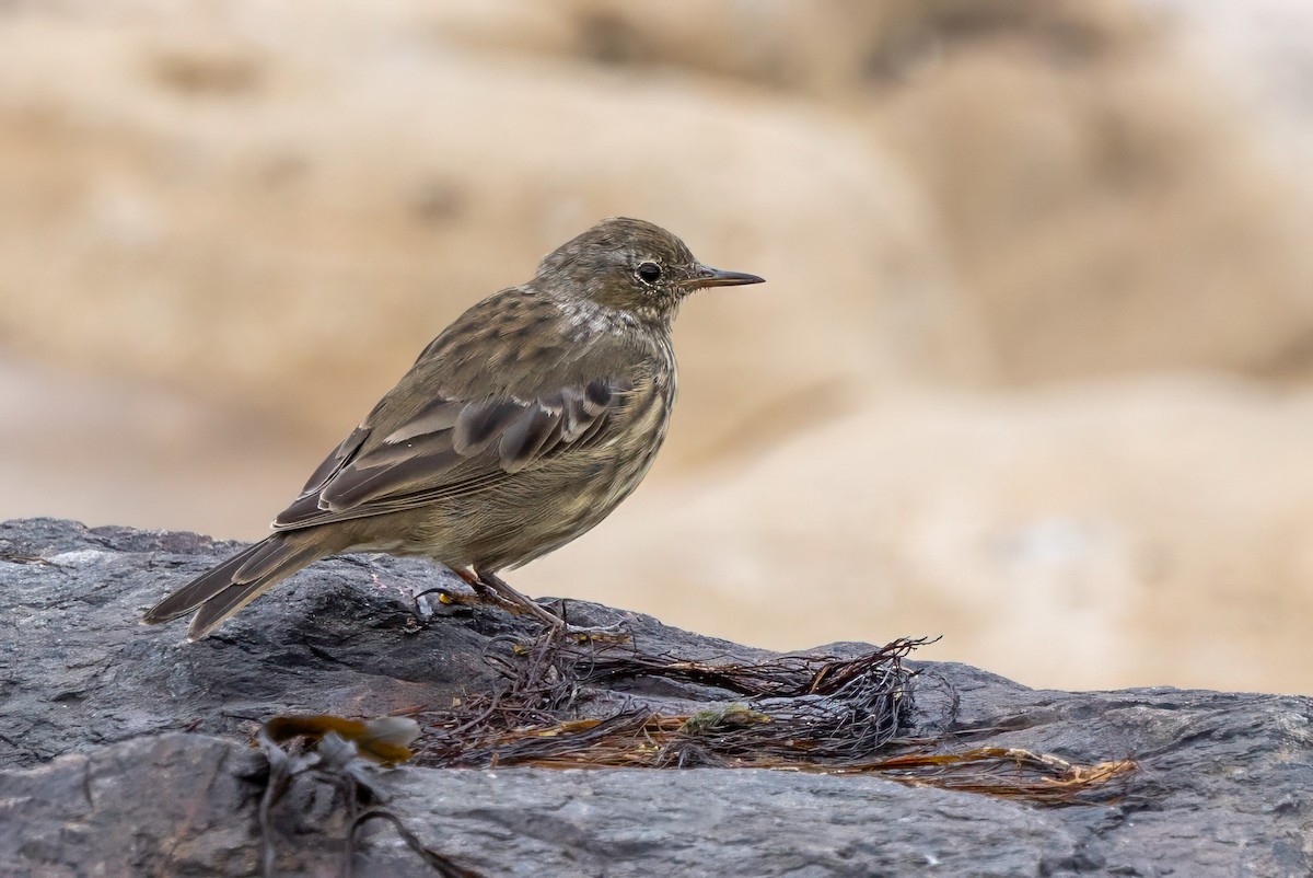 Rock Pipit - ML641548597