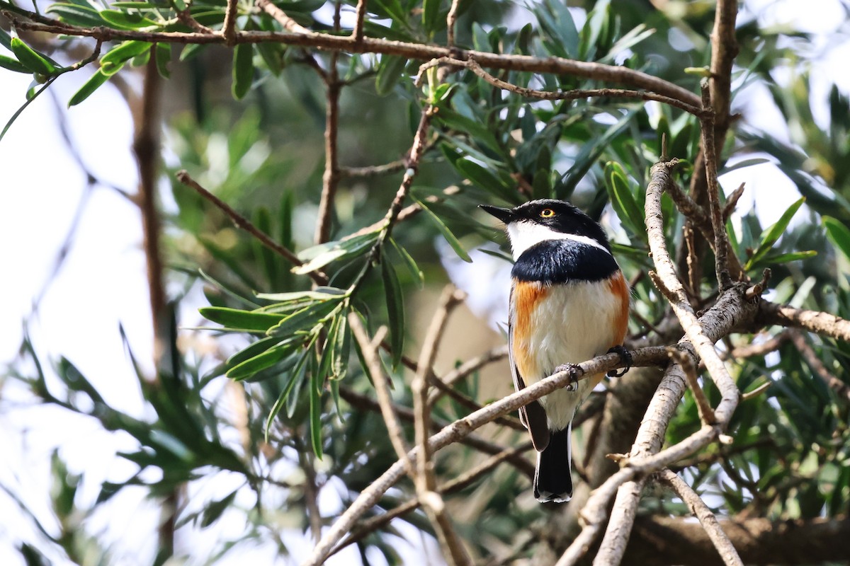 Cape Batis - ML641548604