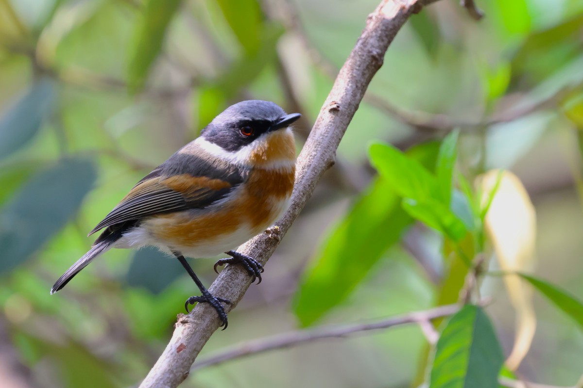 Cape Batis - ML641548605