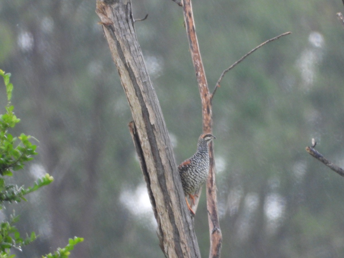 Chinese Francolin - ML641548614